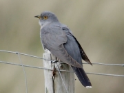 Cuckoo (Cuculus canorus)