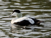 Eider (Somateria mollissima)