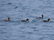 Eider (Somateria mollissima)