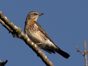 Fieldfare (Turdus pilaris)