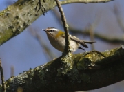 Firecrest (Regulus ignicapillus)