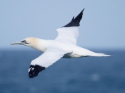 Gannet (Morus bassanus)