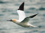 Gannet (Morus bassanus)