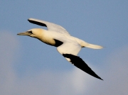 Gannet (Morus bassanus)
