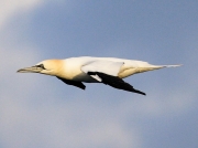 Gannet (Morus bassanus)