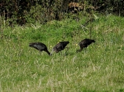 Glossy Ibis (Plegadis falcinellus) feeding in grass field in Cornwall