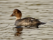 Goldeneye (Bucephala clangula)