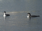 Great Northern Divers (Gavia immer)