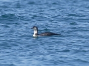 Great Northern Diver (Gavia immer)