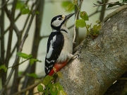 Great Spotted Woodpecker