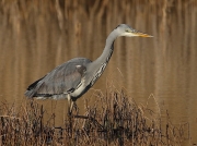 Grey Heron (Ardea cinerea)