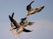 Greylag Goose (Anser anser)