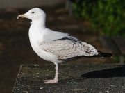 Herring Gull (Larus argentatus) - 3rd summer