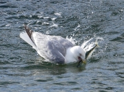 Herring Gull (Larus argentatus) - with Mackerel