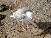 Herring Gull (Larus argentatus) - with Mackerel