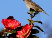 House Sparrow (Passer domesticus) - female