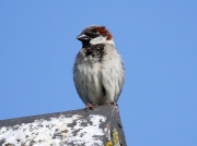 House Sparrow (Passer domesticus) - male