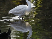 Little Egret (Egretta garzetta)