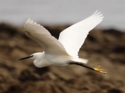 Little Egret (Egretta garzetta)