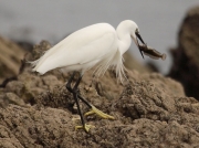 Little Egret (Egretta garzetta)