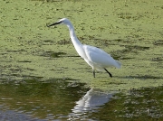 Little Egret (Egretta garzetta)
