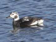 Long-tailed Duck (Clangula hyemalis) - first winter male at Gwithian LNR