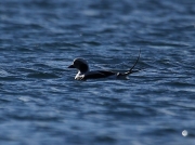 Long-tailed Duck (Clangula hyemalis) - male showing tail feathers