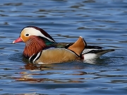 Mandarin