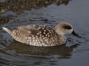 Marbled Duck