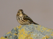 Meadow Pipit