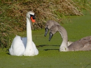Mute Swan (Cygnus olor)