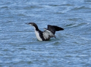 Pacific Diver or Pacific Loon (Gavia pacifica)