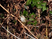Paddyfield Warbler (Acrocephalus agricola ) Church Cove, Cornwall