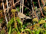 Paddyfield Warbler (Acrocephalus agricola ) Church Cove, Cornwall