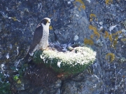 Peregrine Falcon (Falco peregrinus) - adult
