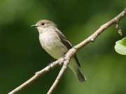 Pied Flycatcher (Ficedula hypoleuca) - juvenile