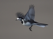 Pied Wagtail (Motacilla alba)