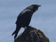 Young Raven (Corvus corax) calling for parents from clffs