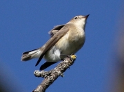 Red-breasted Flycatcher (Ficedula parva) - first winter