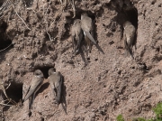 Sand Martins nesting in cliff