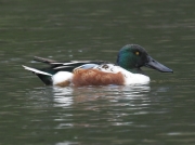 Shoveler Duck (Anas Clypteata) Drake on Helston Pool, Cornwall