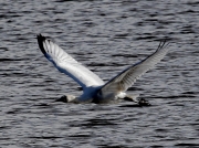 Eurasian Spoonbill (Platalea leucorodia) in flight over  the Hayle Estuary, Cornwall