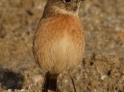 Stonechat (Saxicola torquata) - female