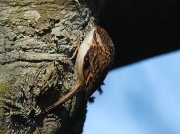 Treecreeper