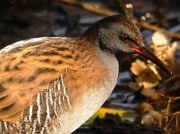 Water Rail (Rallus aquaticus)
