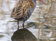 Water Rail (Rallus aquaticus)
