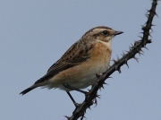 Whinchat (Saxicola rubetra)
