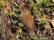 Wren