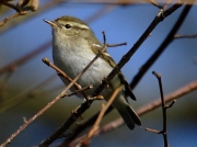 Yellow-browed Warbler (Phylloscopus inornatus)