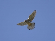Kestrel (Falco tinnunculus) hovering
